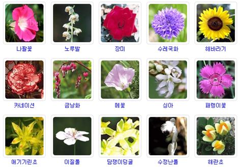 꽃말 종류
